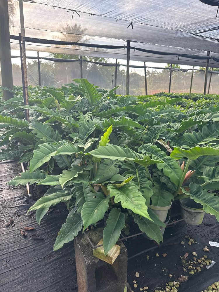 philodendron-narrow