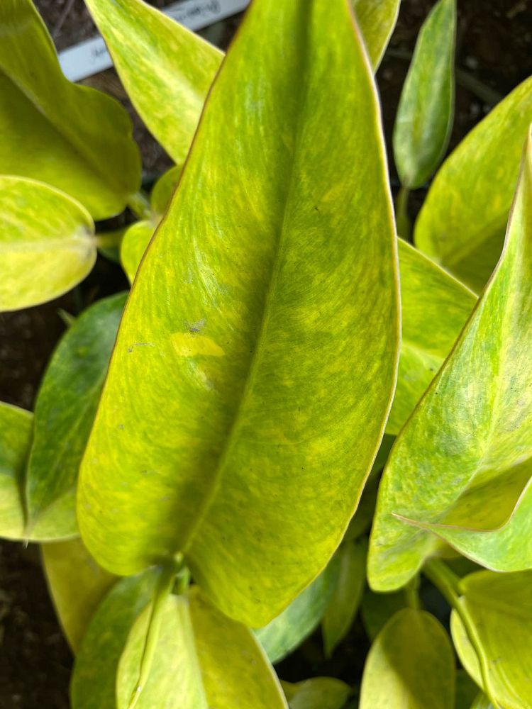 philodendron-painted-lady