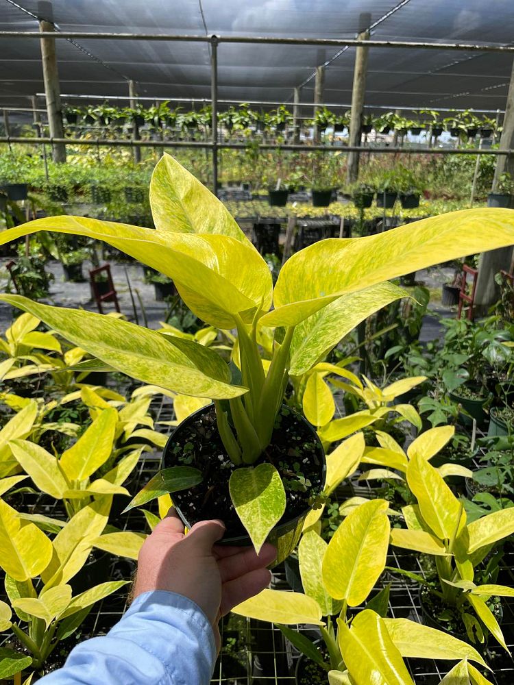 philodendron-painted-lady