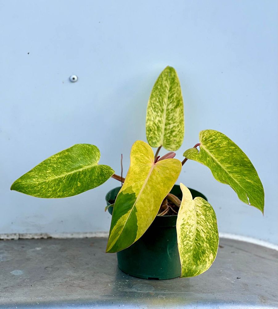 philodendron-painted-lady