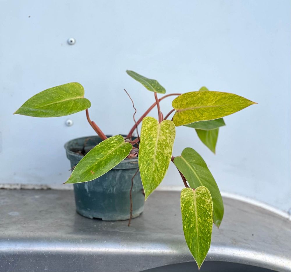 philodendron-painted-lady