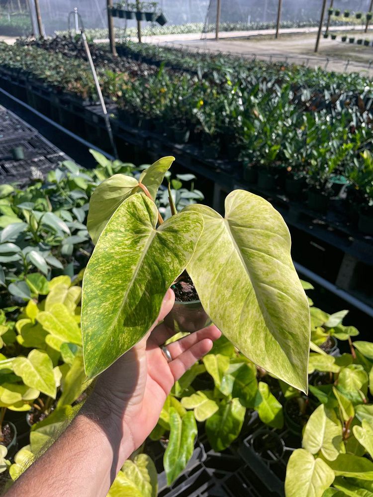 philodendron-painted-lady