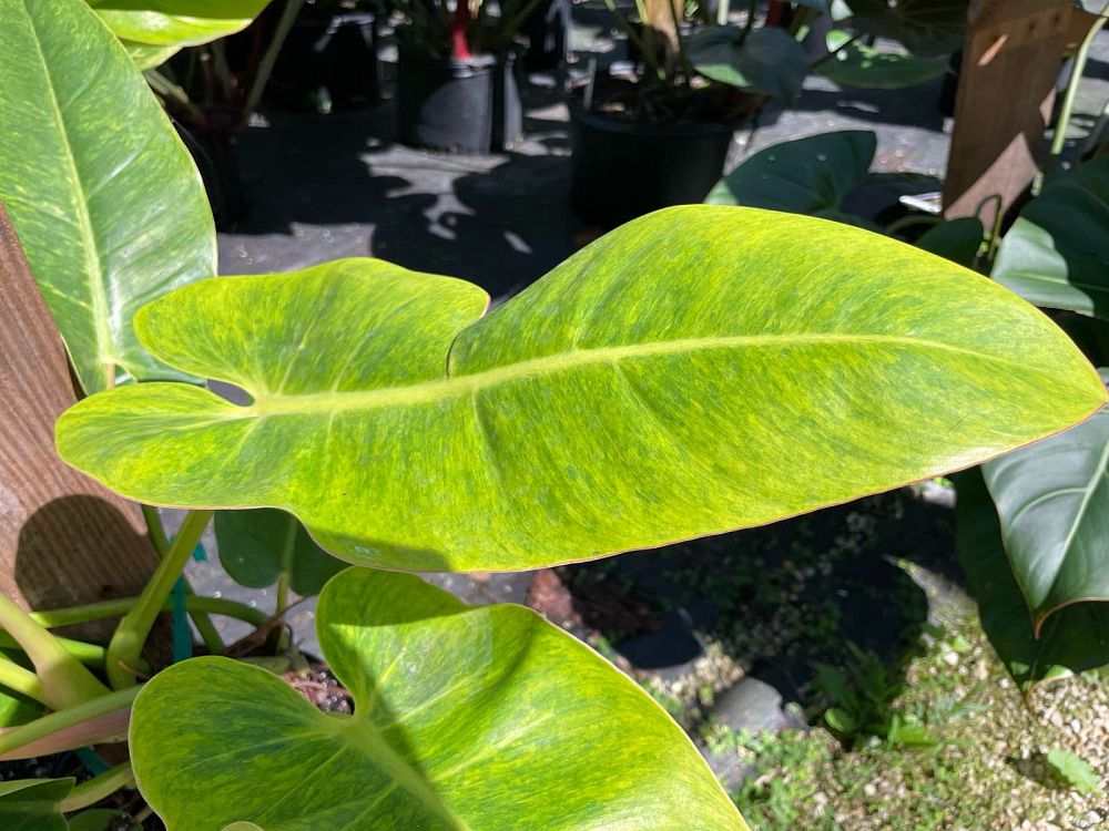 philodendron-painted-lady