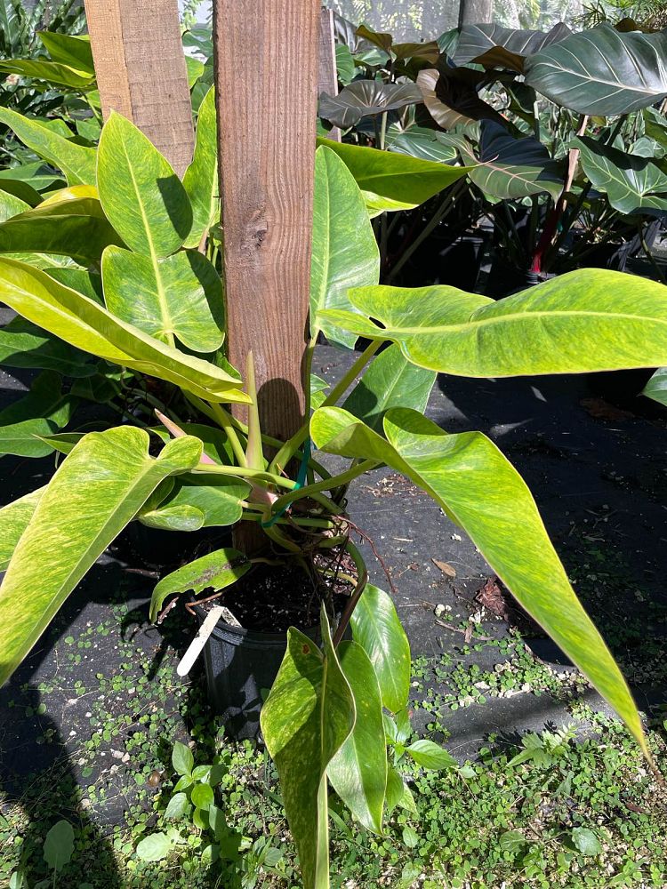philodendron-painted-lady