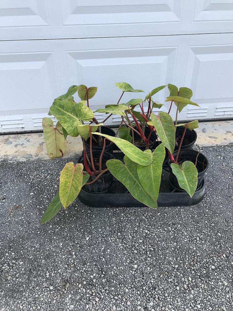 philodendron-painted-lady