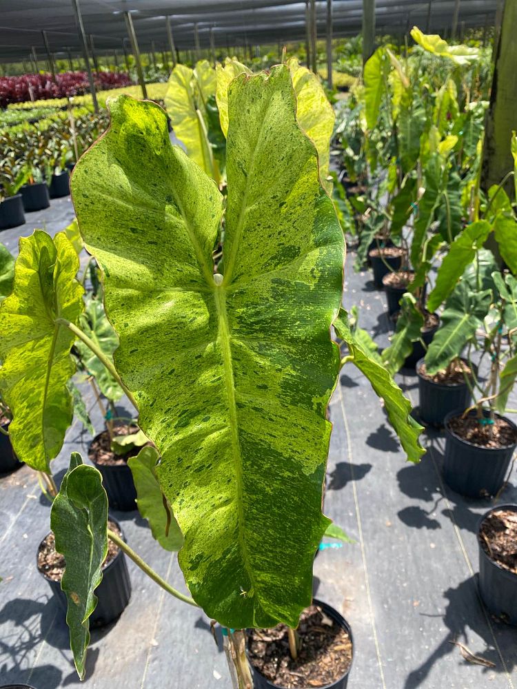 philodendron-paraiso-verde