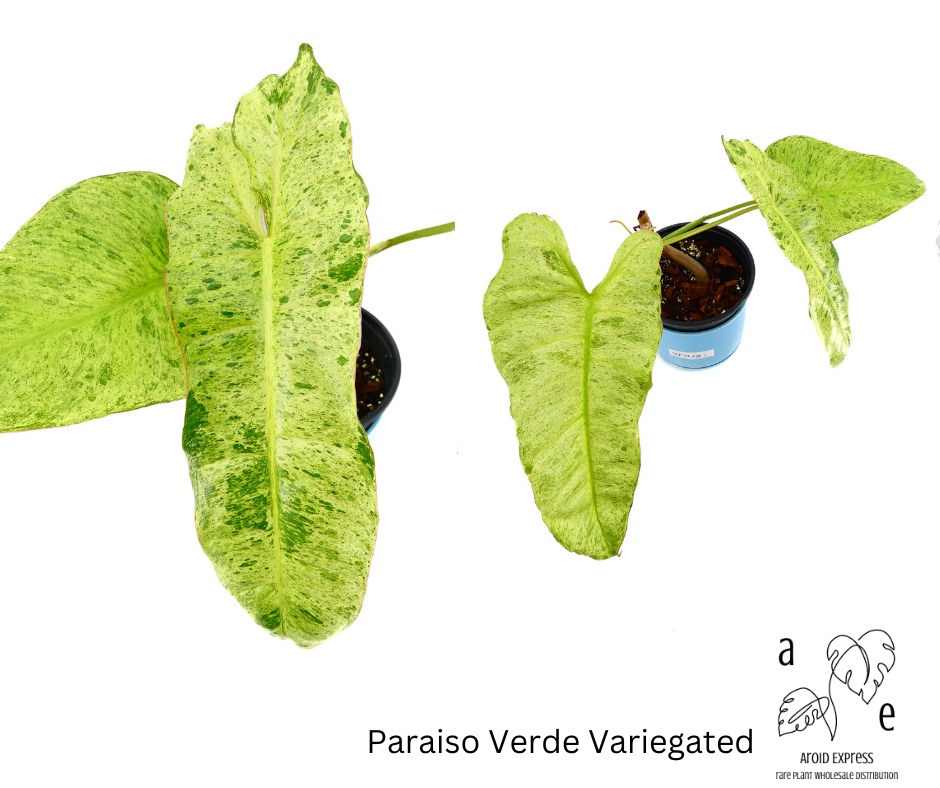 philodendron-paraiso-verde