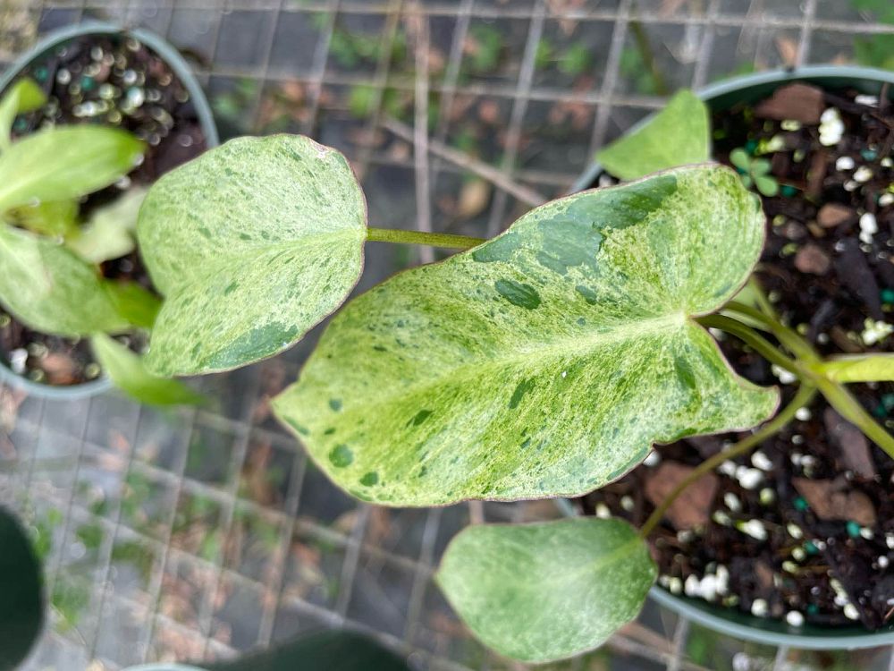 philodendron-paraiso-verde