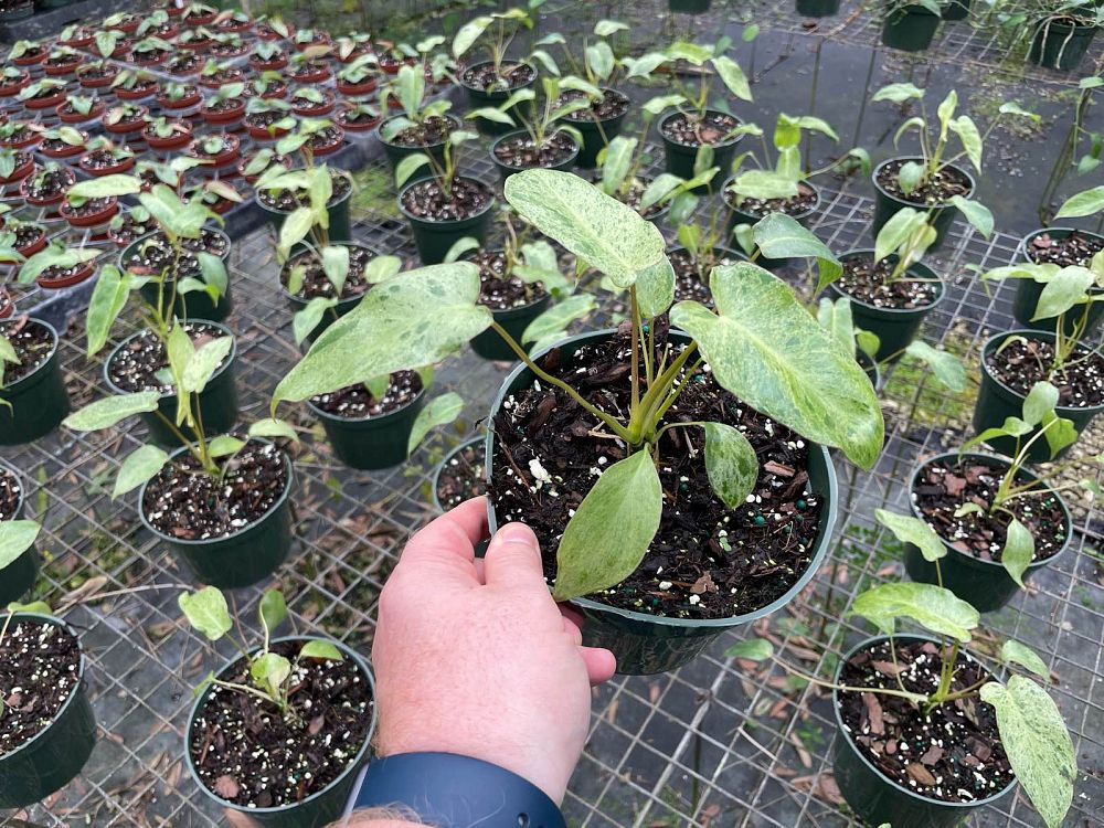 philodendron-paraiso-verde