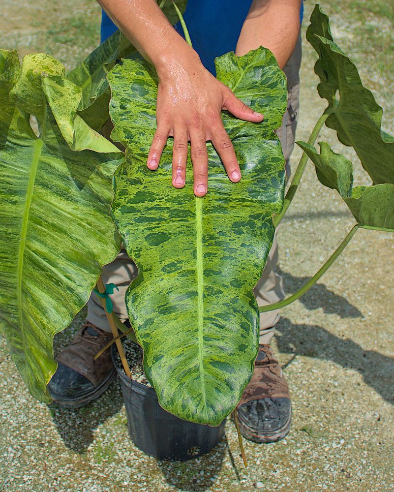 philodendron-paraiso-verde