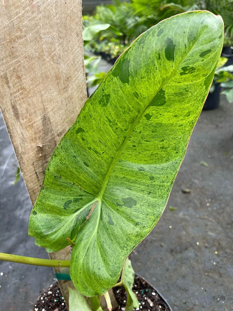 philodendron-paraiso-verde