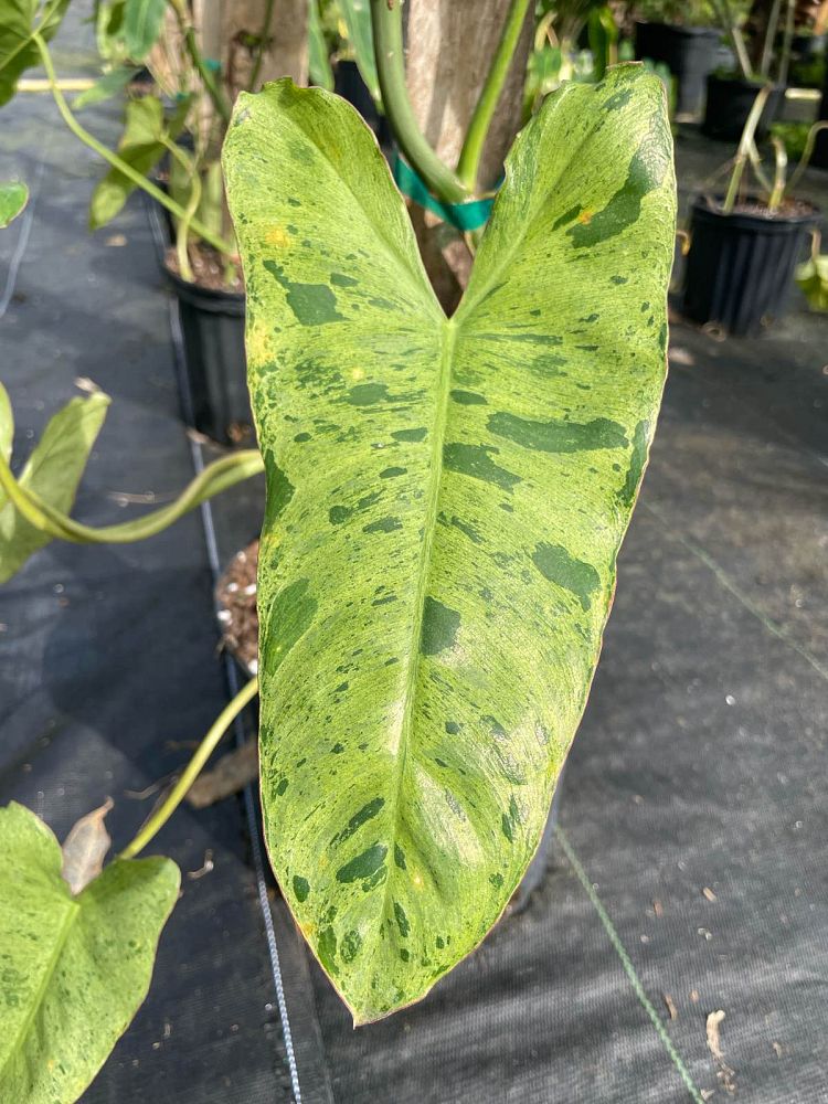 philodendron-paraiso-verde
