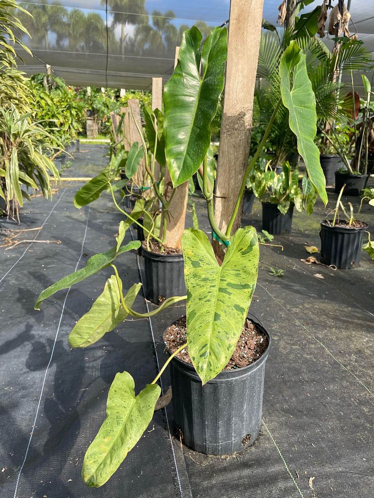 philodendron-paraiso-verde
