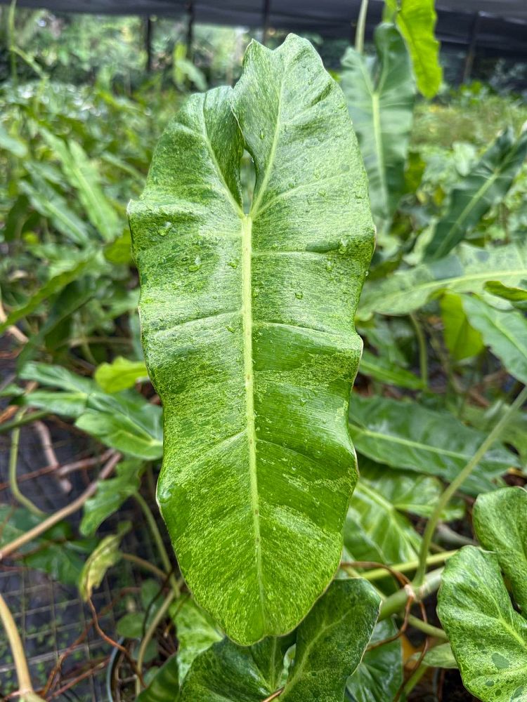 philodendron-paraiso-verde