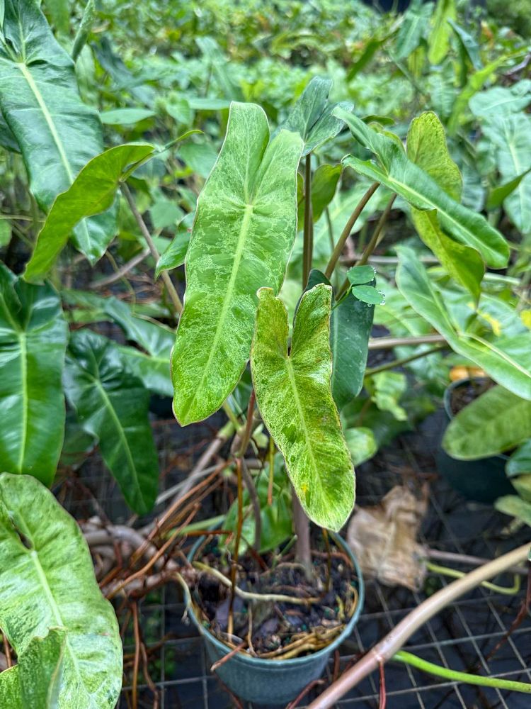philodendron-paraiso-verde