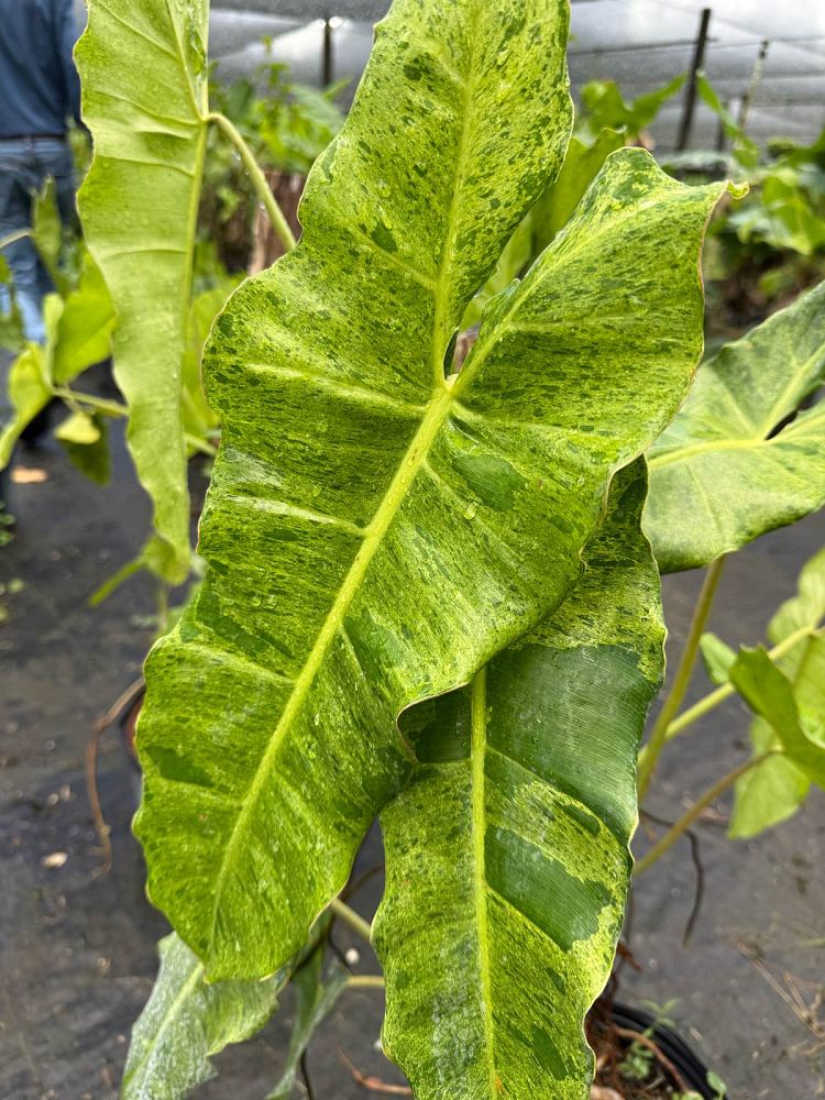 philodendron-paraiso-verde
