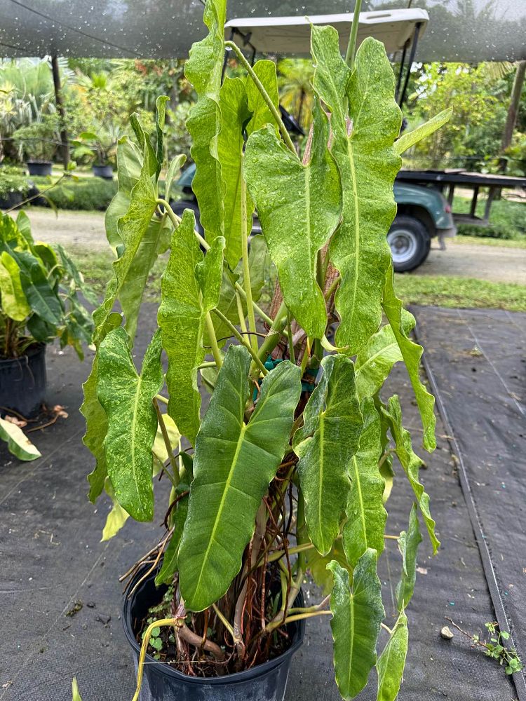 philodendron-paraiso-verde