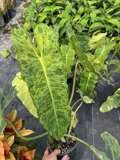 philodendron-paraiso-verde