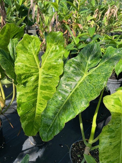 philodendron-paraiso-verde