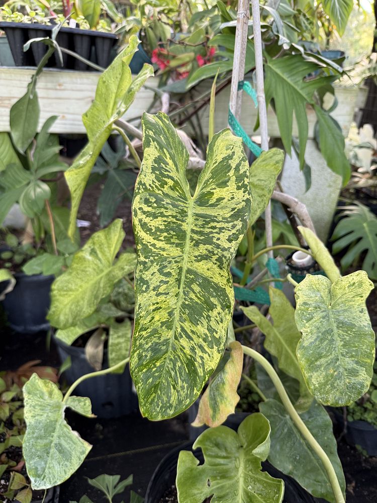 philodendron-paraiso-verde