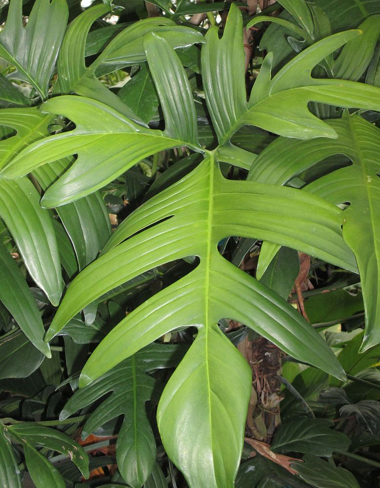 philodendron-pedatum-philodendron-laciniatum