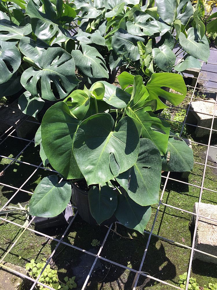 philodendron-pertusum