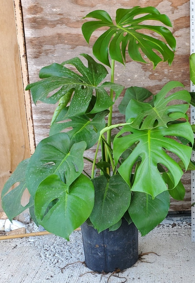 philodendron-pertusum