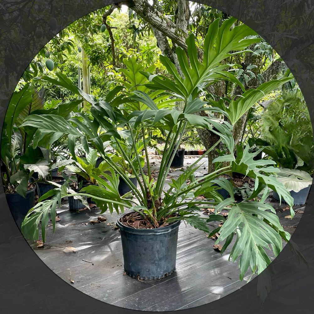 philodendron-pinnatifidum