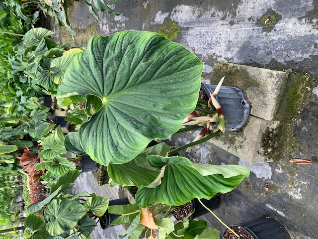 philodendron-plowmanii
