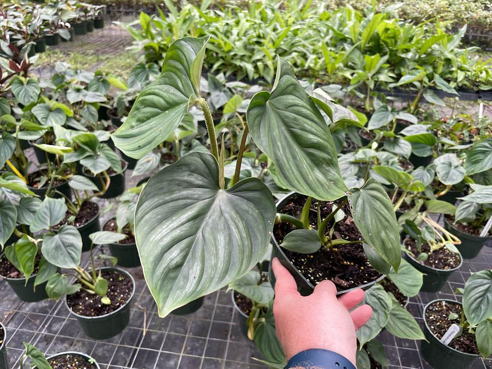 philodendron-plowmanii