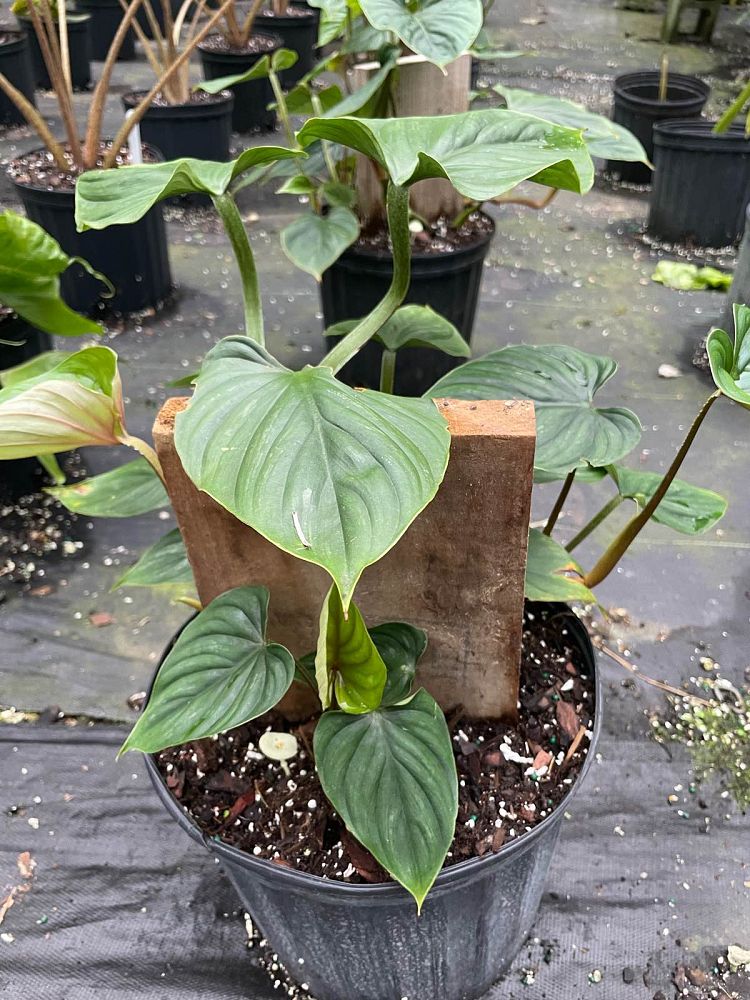 philodendron-plowmanii