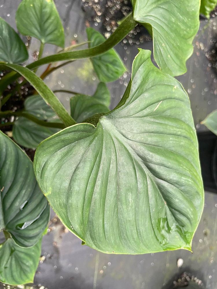 philodendron-plowmanii