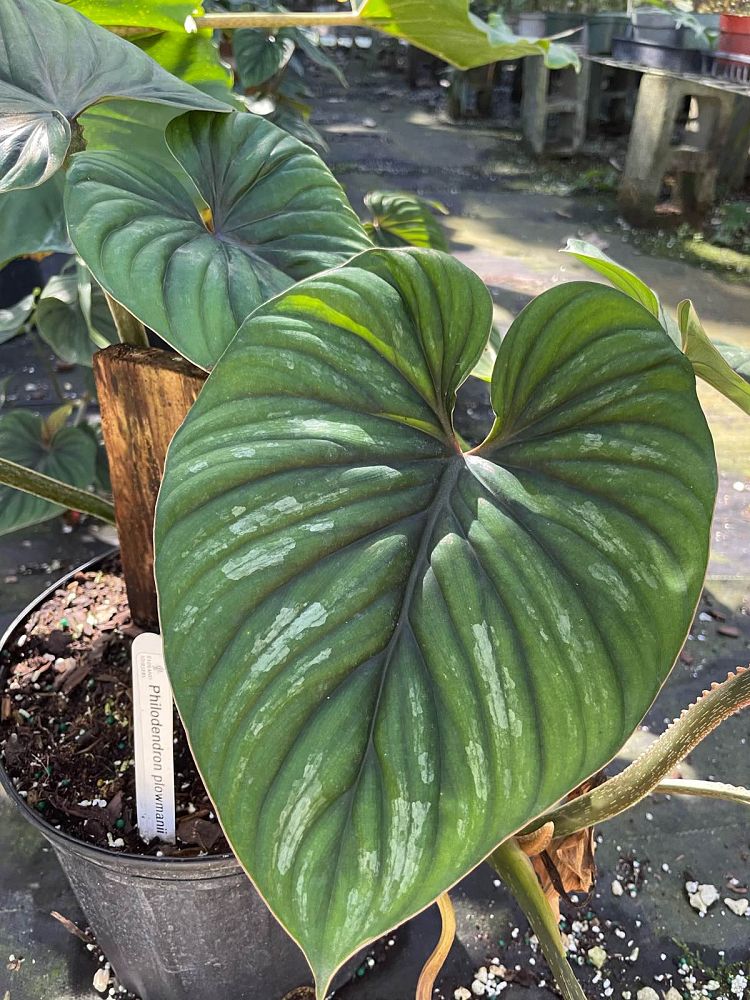 philodendron-plowmanii