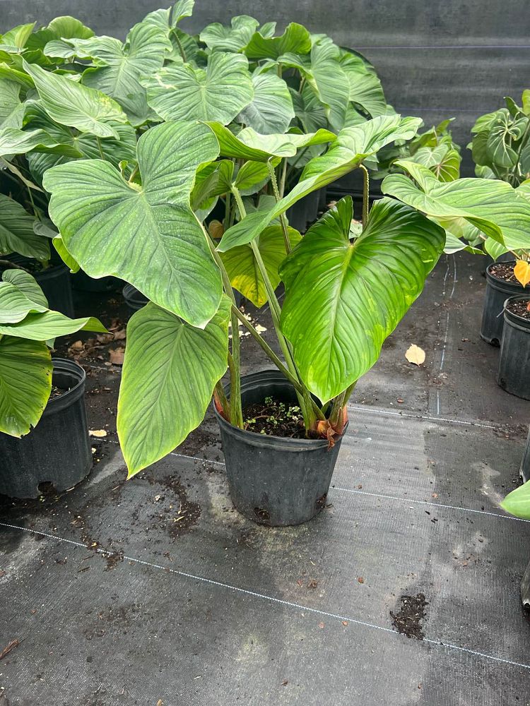 philodendron-plowmanii