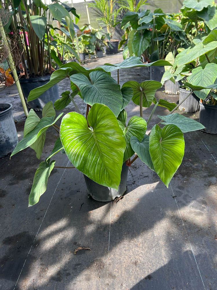 philodendron-plowmanii