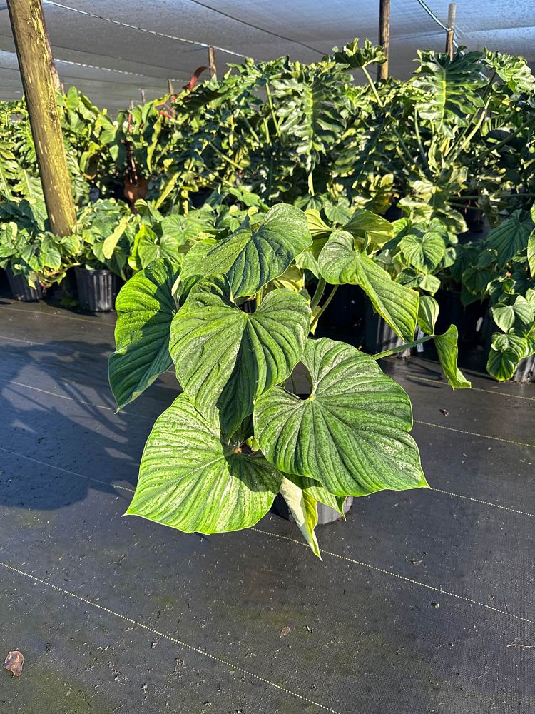 philodendron-plowmanii