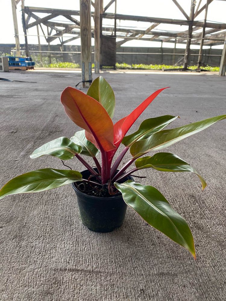 philodendron-prince-of-orange