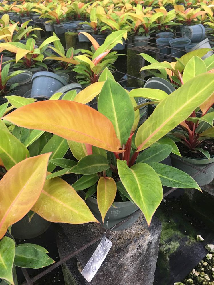 philodendron-prince-of-orange