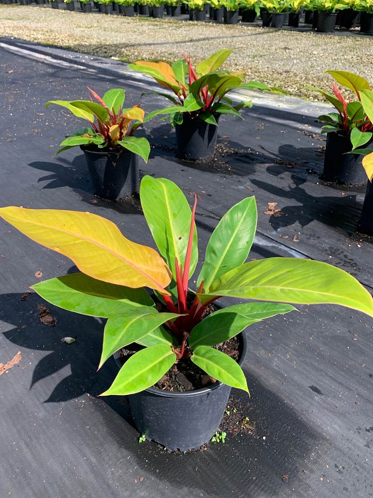 philodendron-prince-of-orange