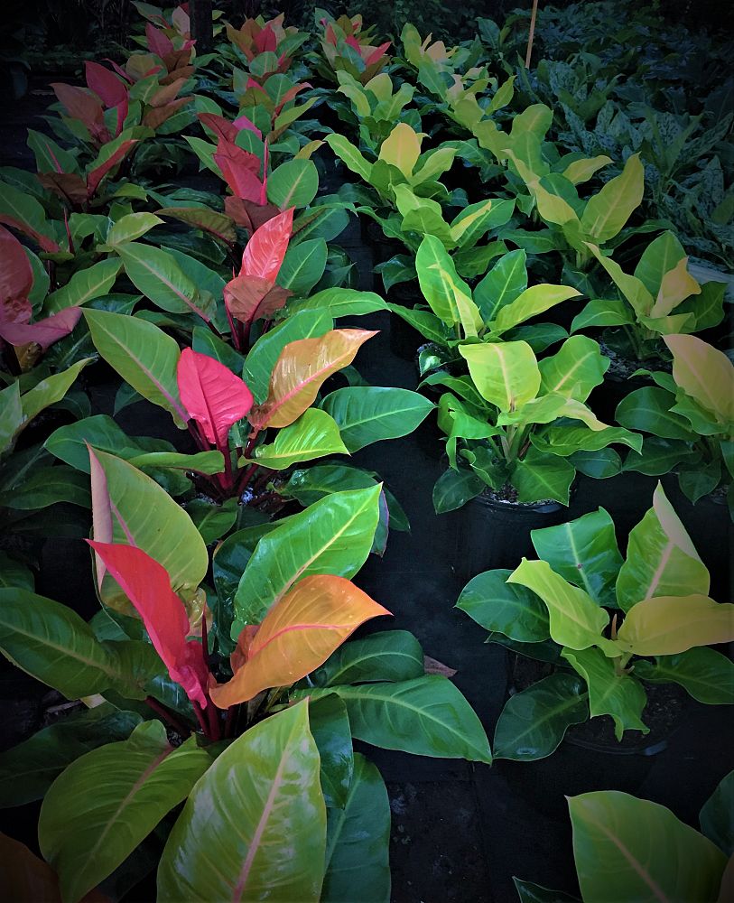philodendron-prince-of-orange