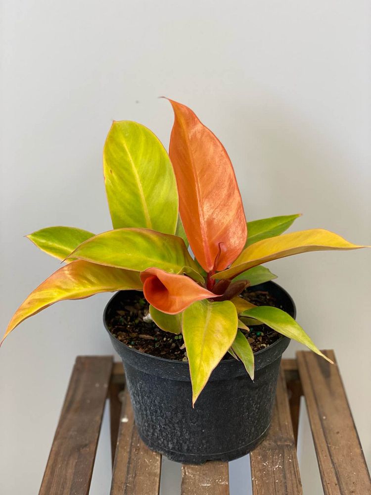 philodendron-prince-of-orange