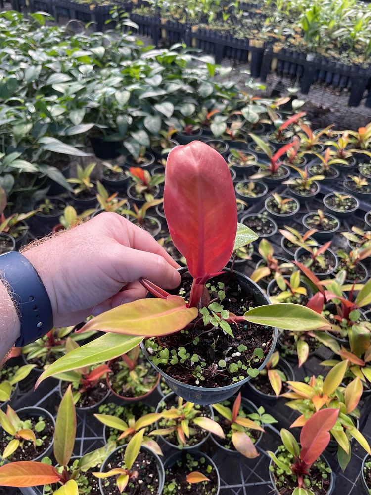 philodendron-prince-of-orange