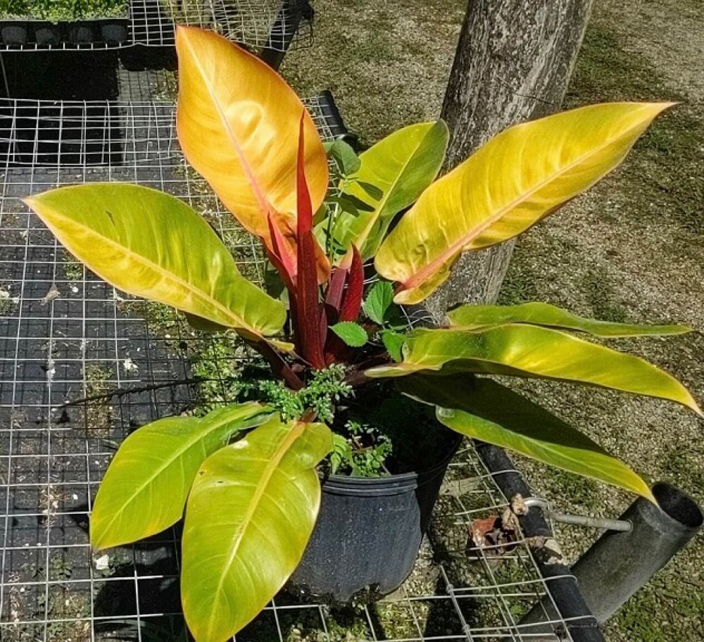 philodendron-prince-of-orange
