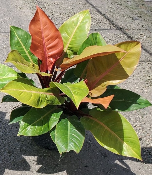 philodendron-prince-of-orange