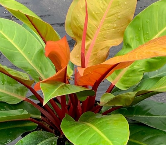 philodendron-prince-of-orange