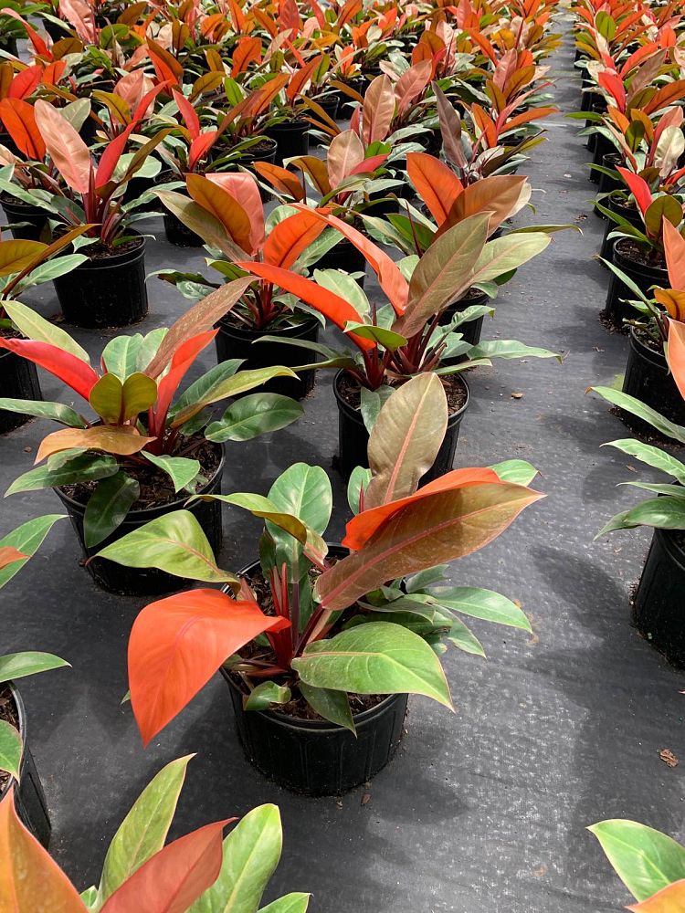 philodendron-prince-of-orange