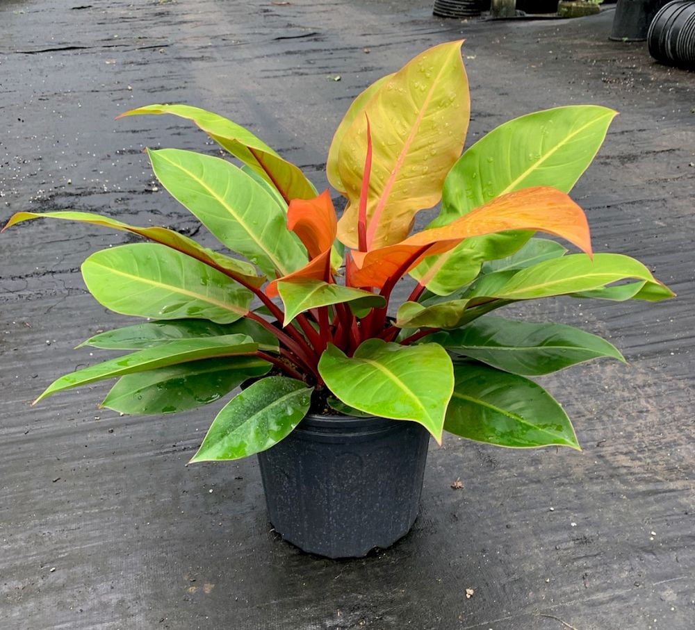 philodendron-prince-of-orange
