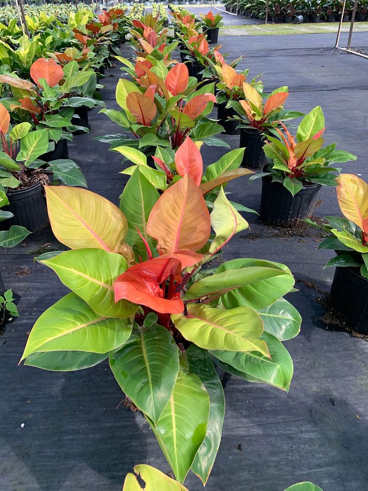 philodendron-prince-of-orange