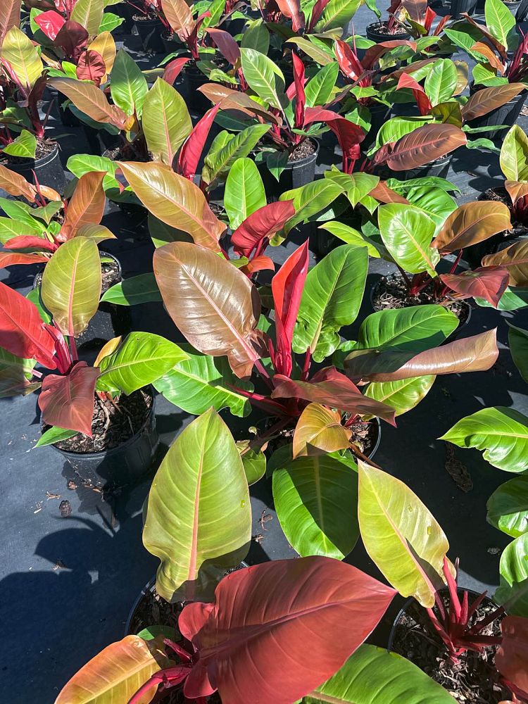 philodendron-prince-of-orange