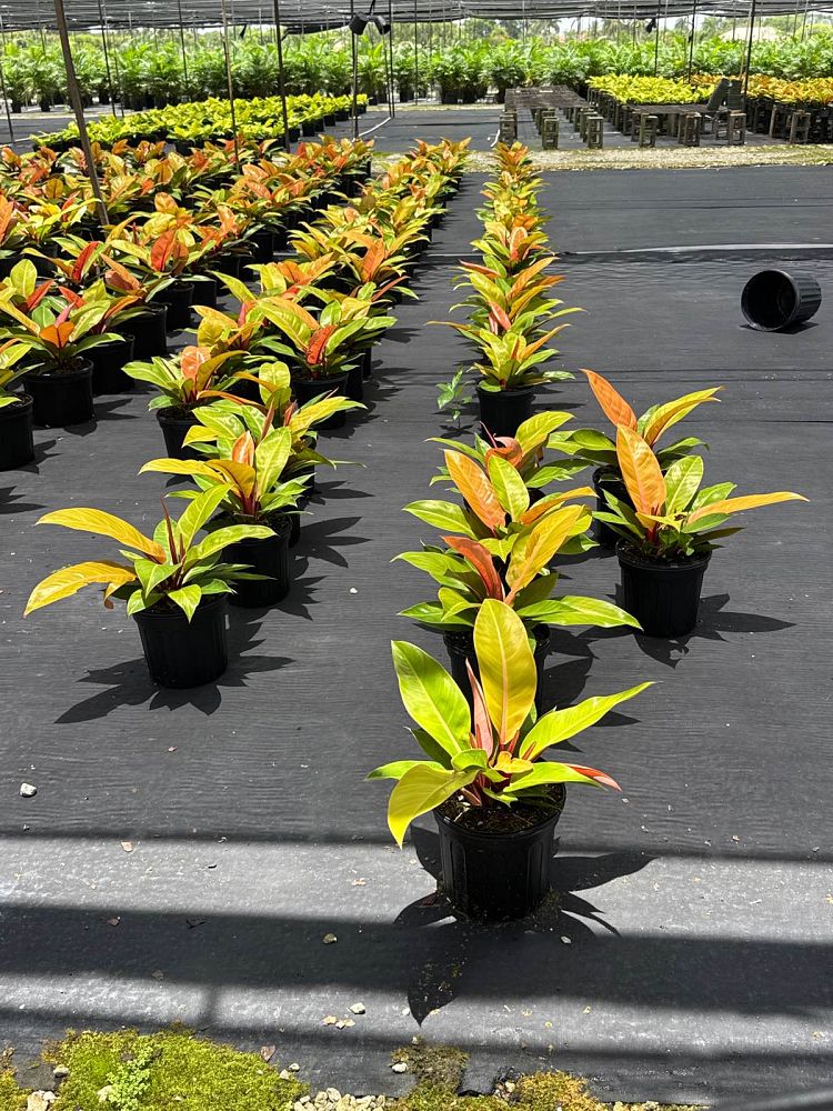 philodendron-prince-of-orange